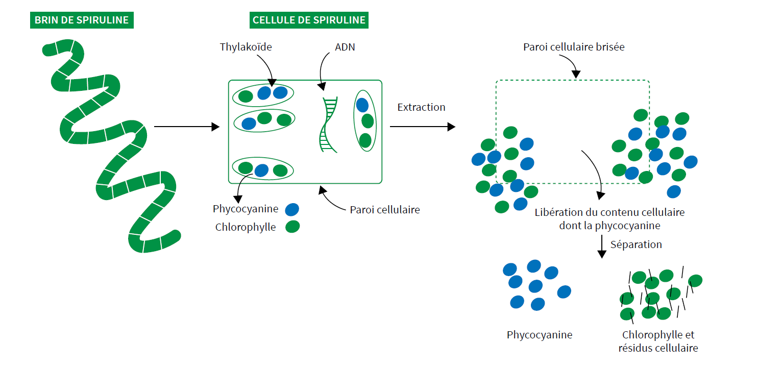 Schéma Spiruline et Phycocyanine